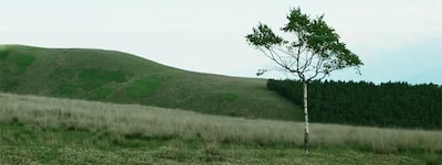 Example image showing  a grassy hill with a tree