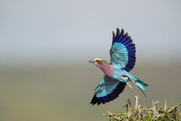 Example image of a bird in flight