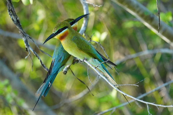 Image of two birds