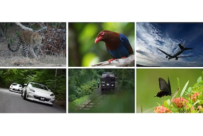 Example images of a leopard, bird, airplane, car, train and butterfly