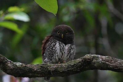 Photo of a small owl perched on a branch